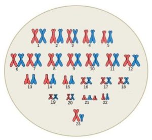 Ilustración cariotipo humano. Cromosomas de AGeremia (CC BY-SA 3.0)