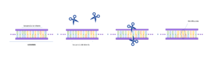 CRISPR-Cas