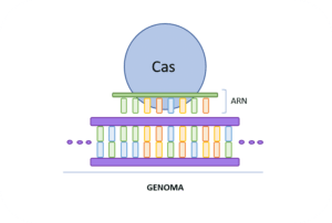 CRISPR-Cas