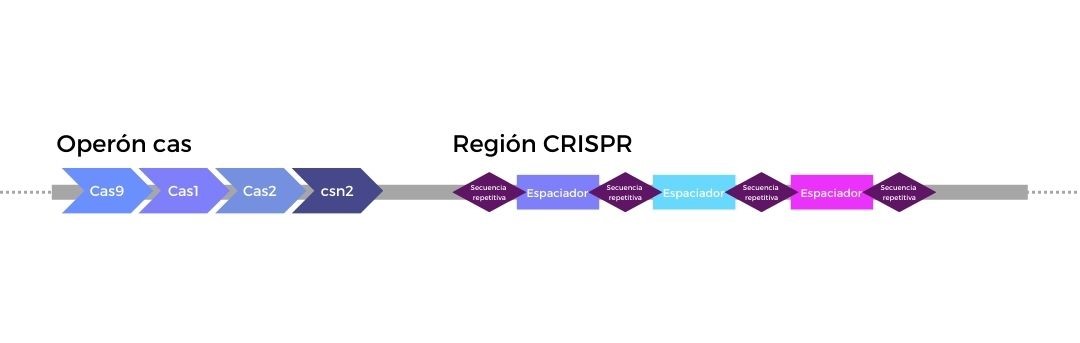 secuencias CRISPR