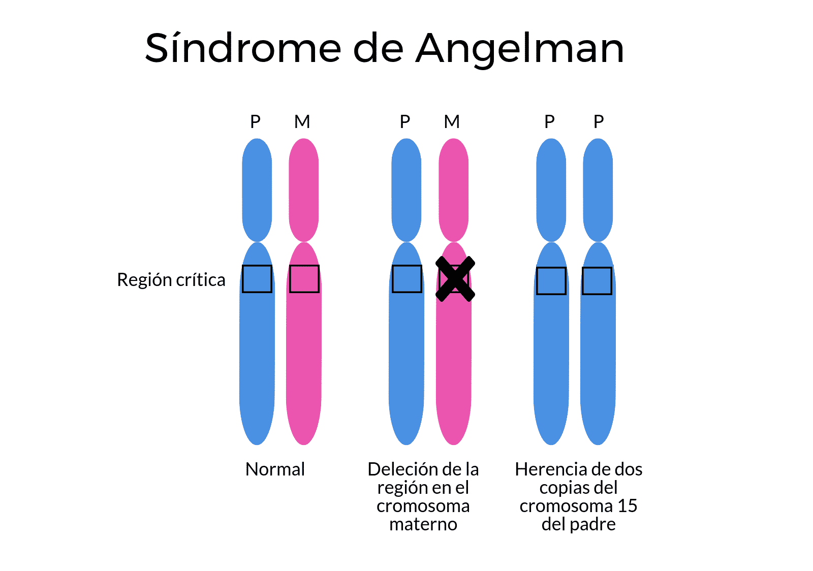 El Origen de tu Herencia Genética es Importante: Síndromes de Angelman y  Prader-Willi - Genotipia
