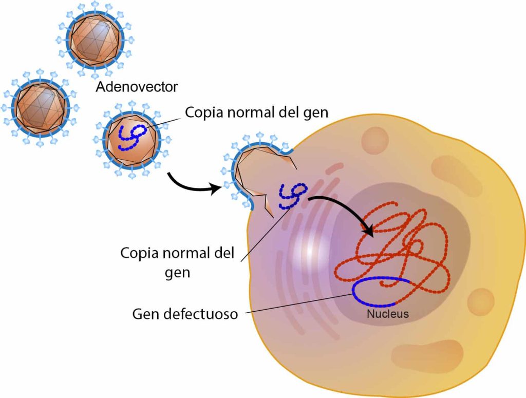 adenovirus terapia génica