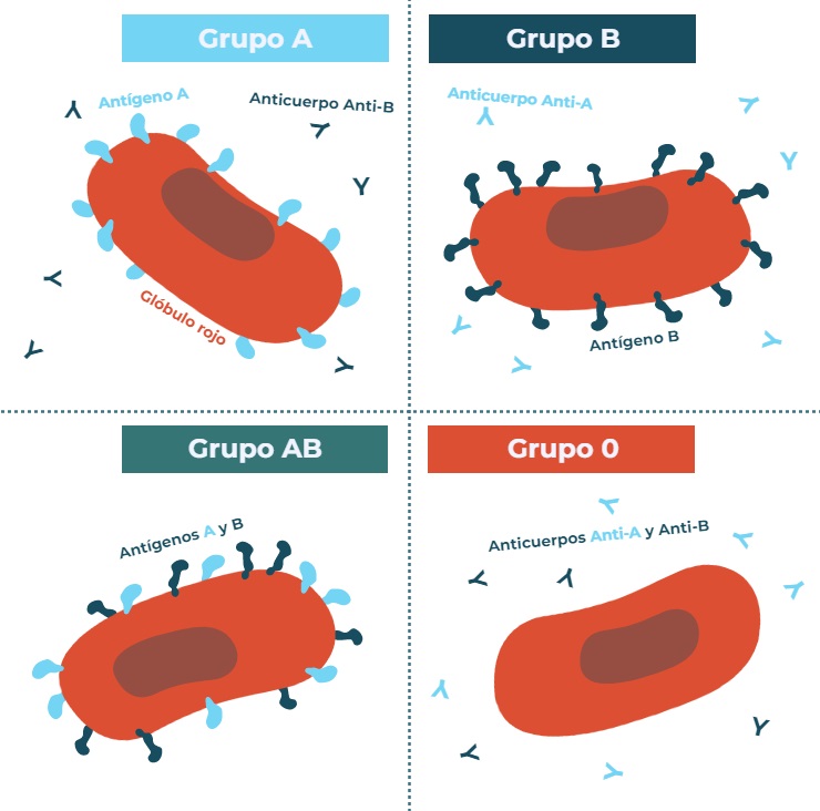 Los grupos sanguíneos: ¿Qué son y cómo se heredan? - Genotipia