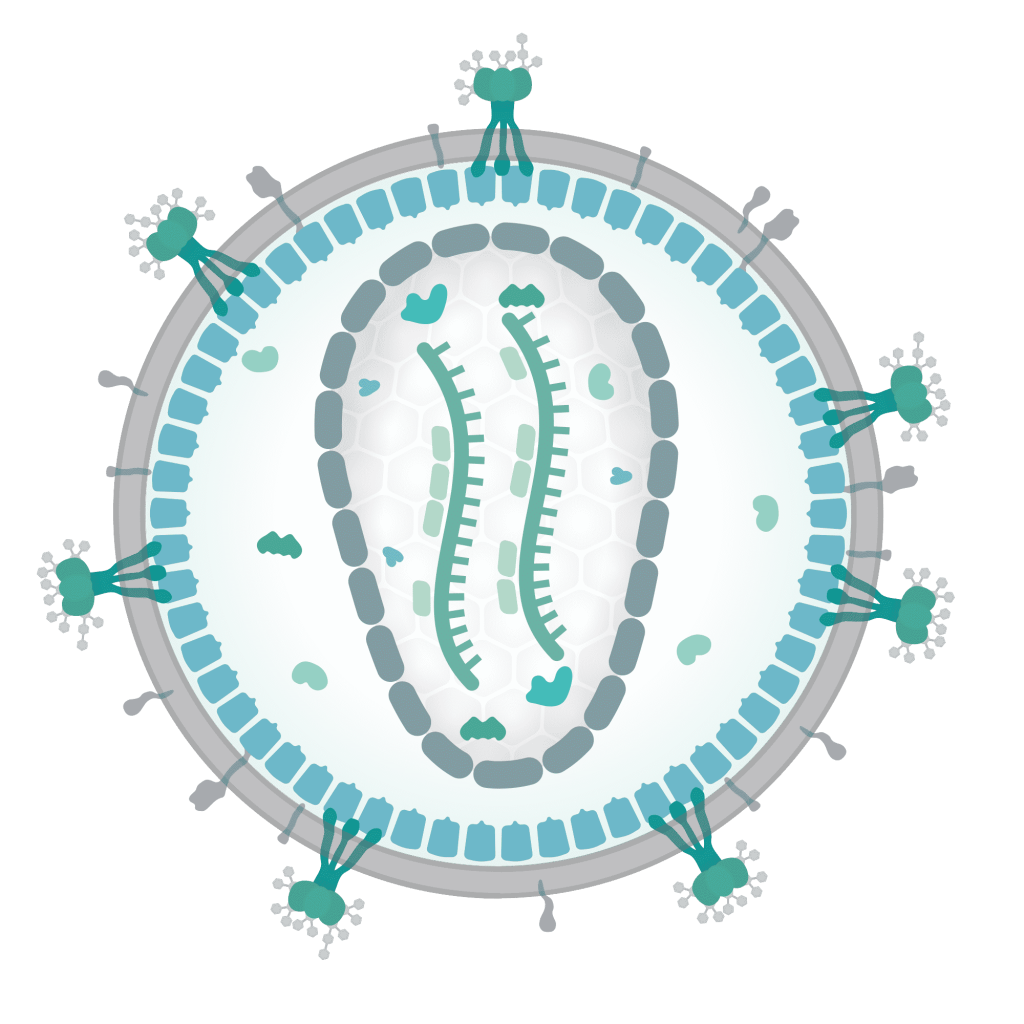 estructura retrovirus terapia génica