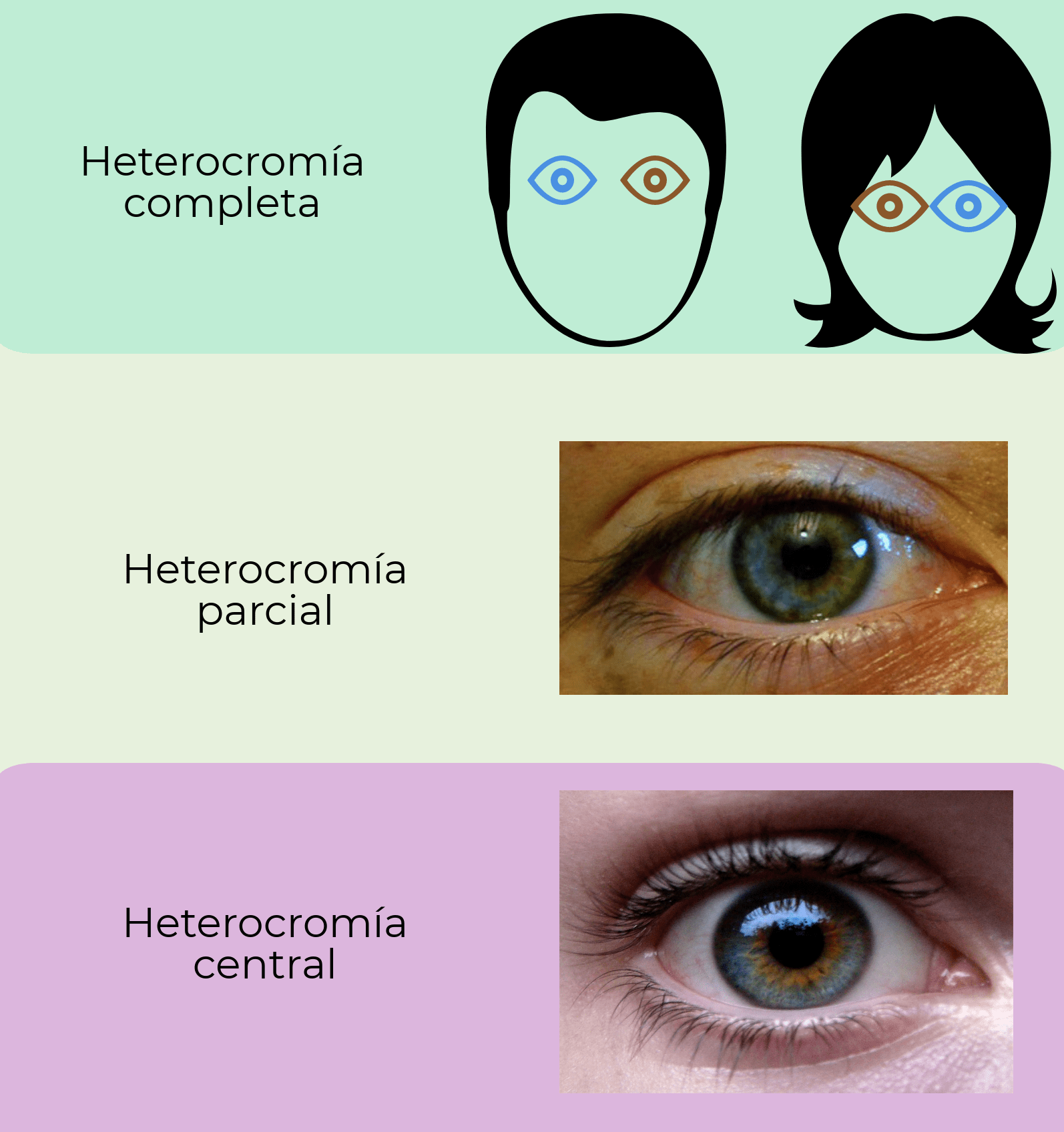 ¿Qué color de ojos es más dominante?