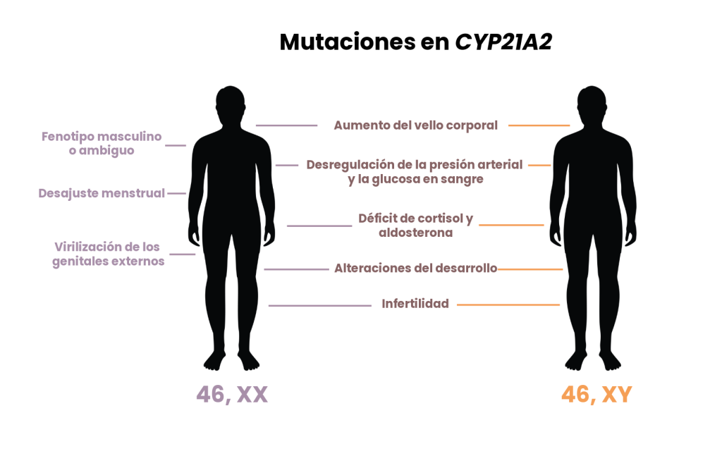 mutaciones cyp21a1 sexo humano