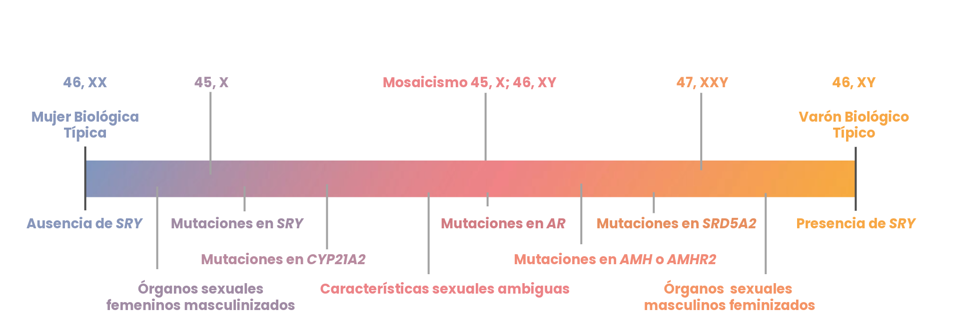 Esquema del espectro de desarrollo sexual humano que muestra desde el extremo femenino típico hasta el masculino típico, e indicando cómo diferentes variaciones genéticas pueden dar lugar a condiciones intersexuales