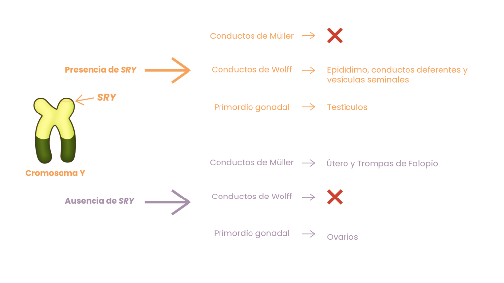 GEN SRY y determinación sexo