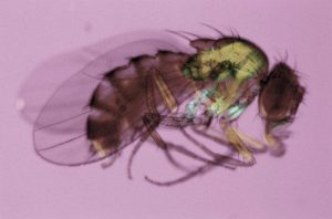 daño renal Drosophila