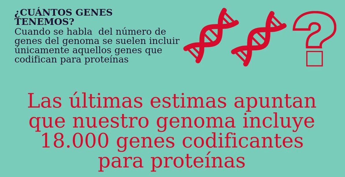 Infografía Genes - Genotipia