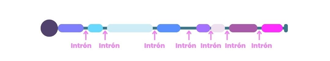 Intrones-y-exones-splicing-alternativo.jpg
