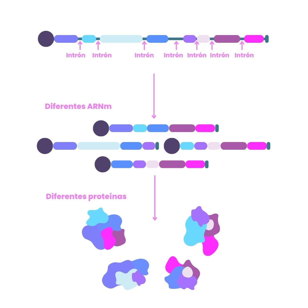 splicing alternativo