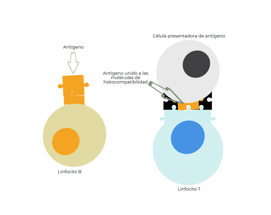 Como Funcionan Los Linfocitos Inmunidad Y Diversidad Genetica Genotipia