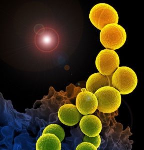 gen staphylococcus