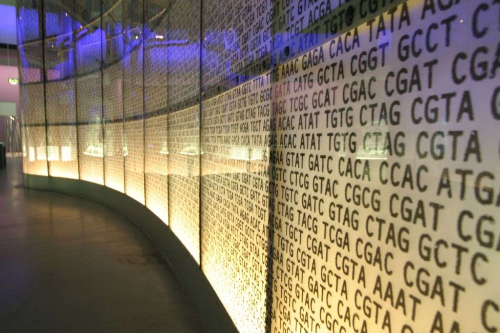 bases genéticas de la diabetes tipo 1