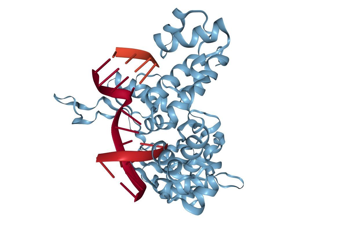 Identificada una nueva vía regulación la de roturas de doble cadena en el ADN de células - Genotipia