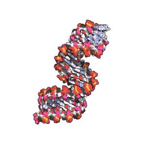 ARNs no codificantes