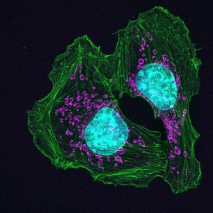 genes supresores de tumores