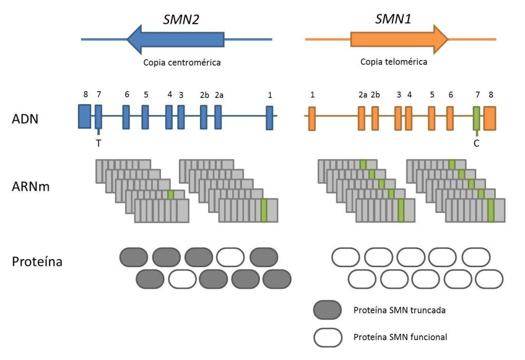 enfermedad neuropediátrica genética