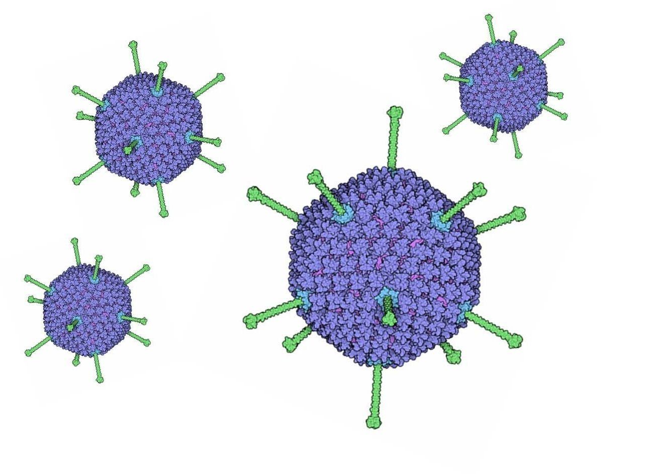 Аденовирус гриппа. Аденовирус вирус Вирион. Строение аденовируса микробиология. Аденовирус строение. Антигены аденовирусов микробиология.