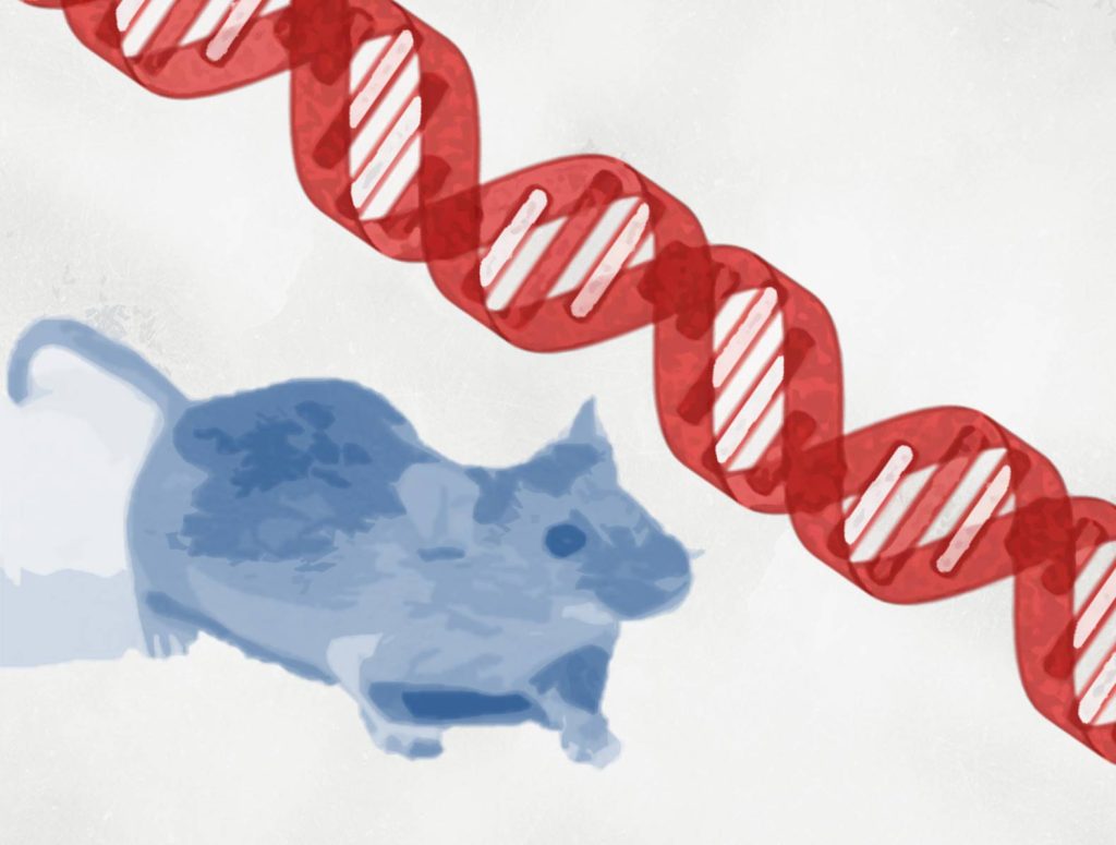 fragmento gen sry en desarrollo masculino