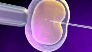 CRISPR embriones humanos