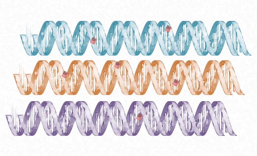 ADN