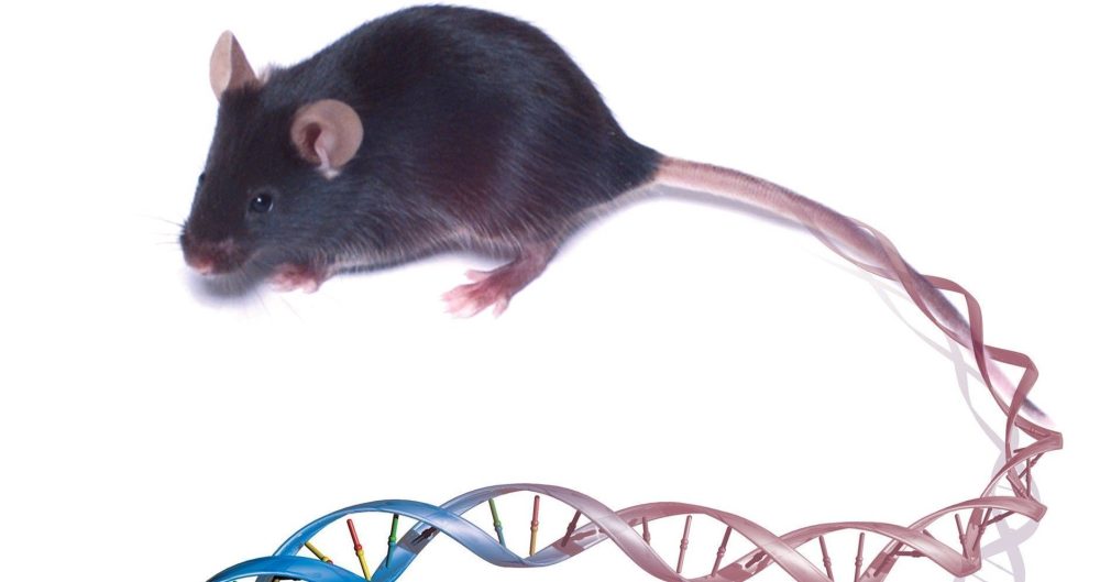 bitcoin in mouse dna