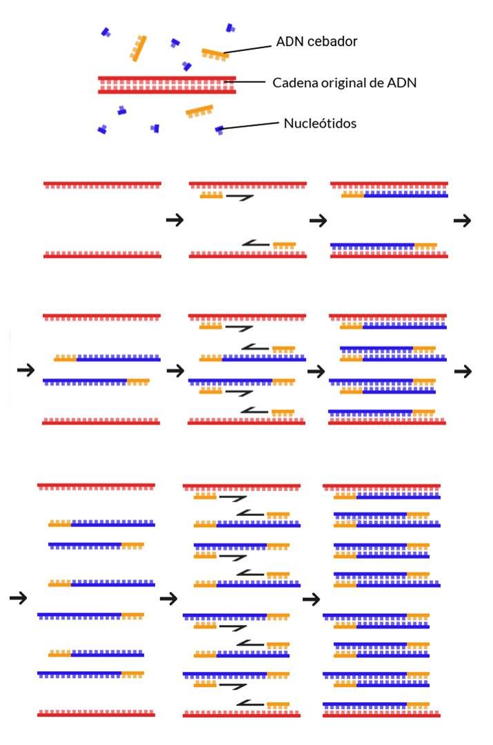 Pcr Genotipia 9341