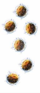 linfocitos T reguladores