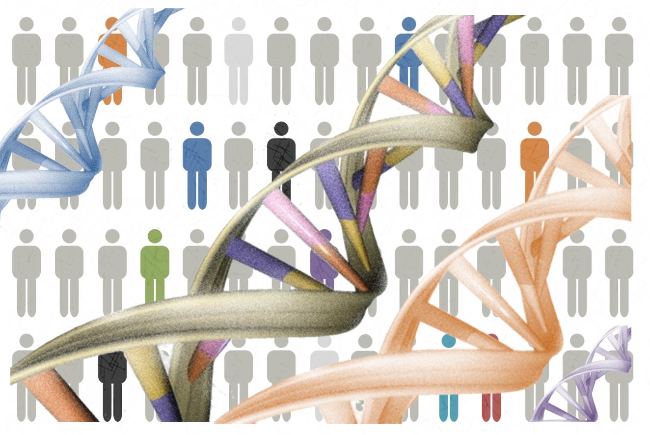 ¿cuántos Genes Tiene El Genoma Humano Genotipia