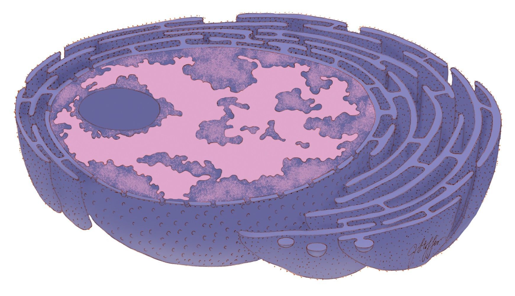 nucleo celular - Genotipia