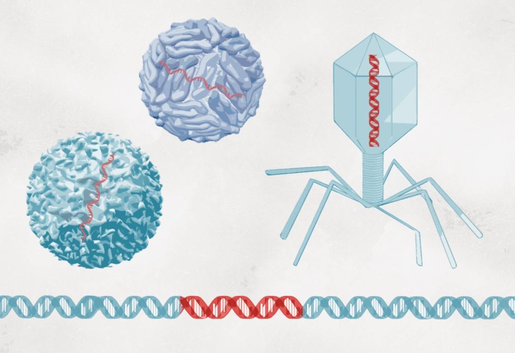 premio nobel genetica dulbecco