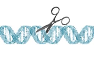 CRISPR in vivo