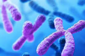 Historia de los cromosomas - Estructuras fundamentales para la vida.