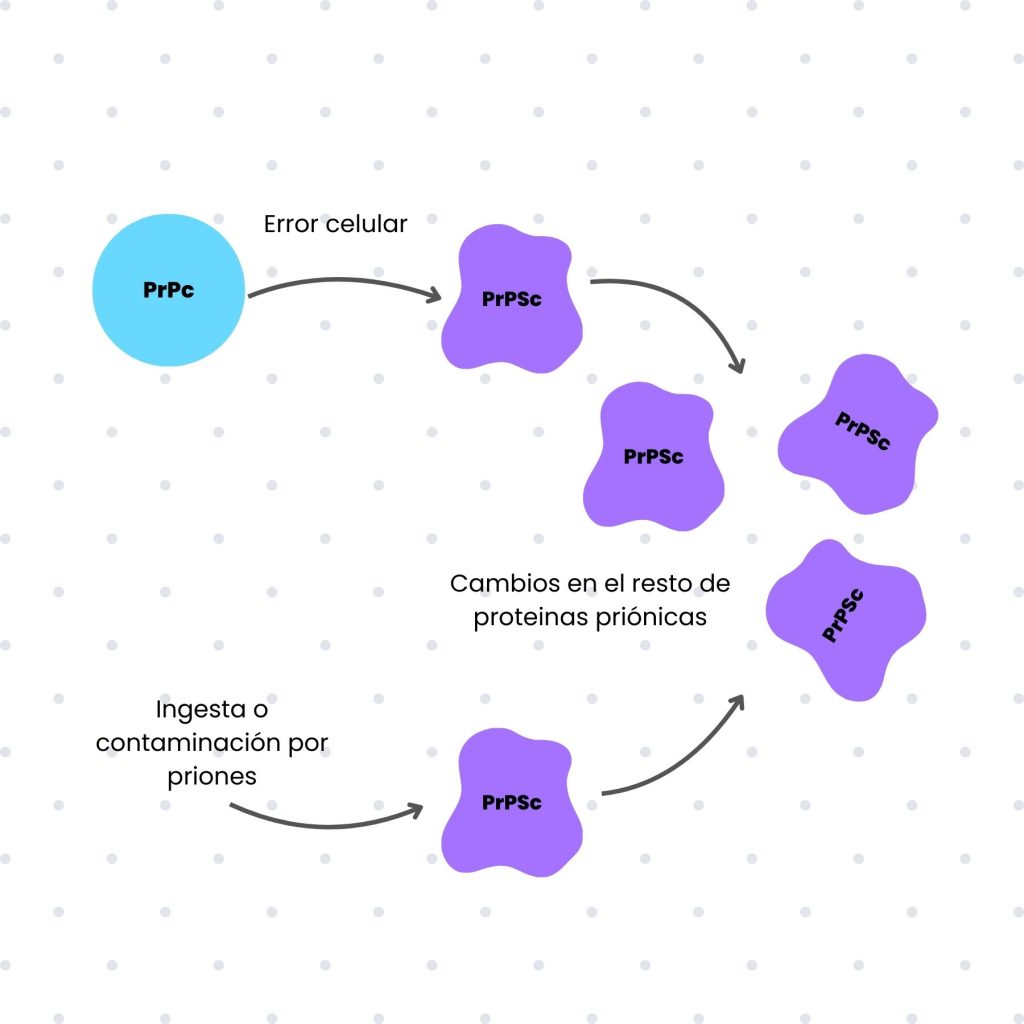 mecanismos trasmisión de los priones