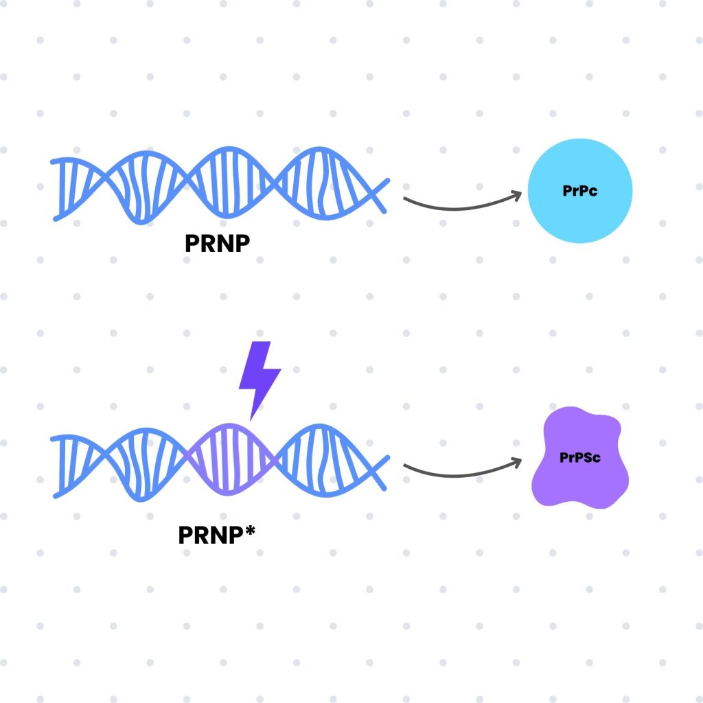 las mutaciones en PNRP provocan cambios estructurales en las proteinas, convirtiéndolas en proteinas priónicas