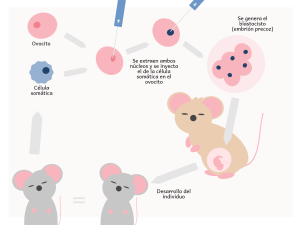  Processo di clonazione riproduttiva. Illustrazione: Rubén Megía