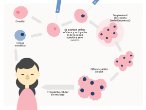 terapeutisk kloningsprocess. Illustration: Ruben Megia-Genotyp.