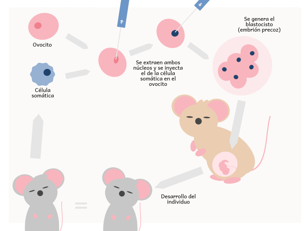 Clonación genética, reproductiva y terapéutica. Utilidad terapéutica.