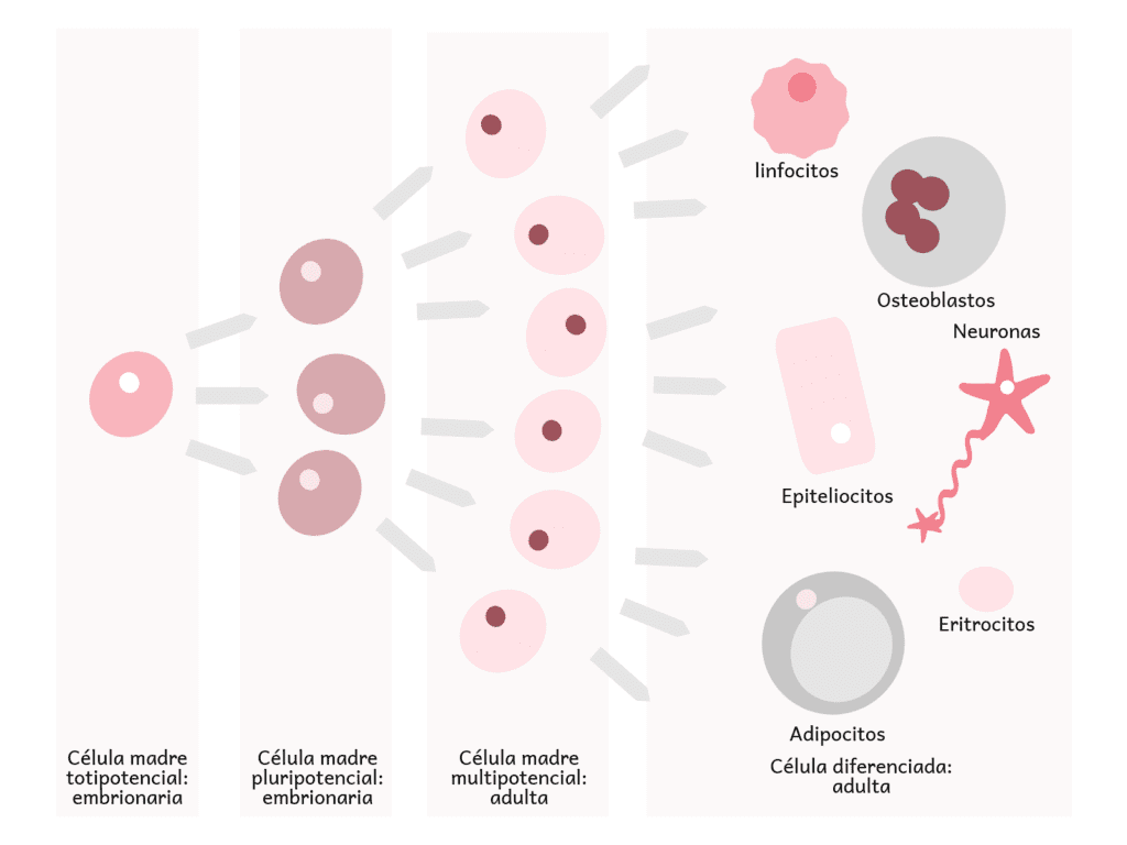 etapas de la diferenciación celular