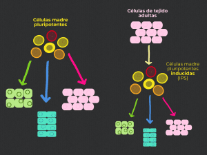 células madre, pluripotencia, células pluripotentes