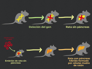 ratas, ratón, células madre, Nakauchi, páncreas, híbrido, quimerismo