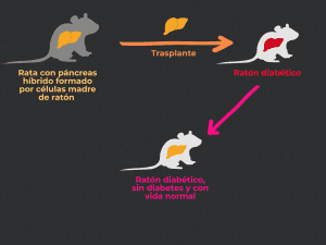 rata, ratón, Nakauchi, trasplante, híbrido, quimerismo