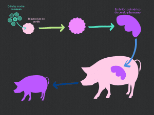 cerdo, IPS, células madre humanas, quimerismo, híbrido
