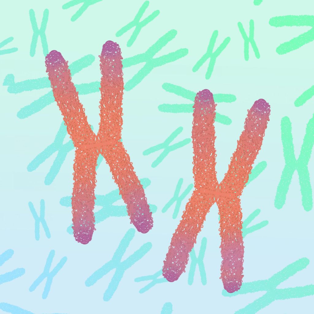 telómeros, cromosomas