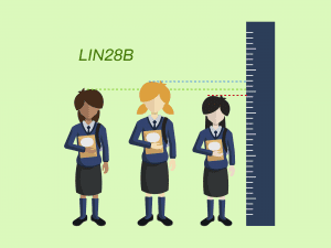LIN28B, pubertad, altura, menarquia