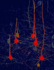 astrocitos en neuronas