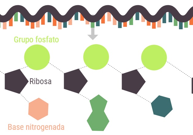 estructura del ARN