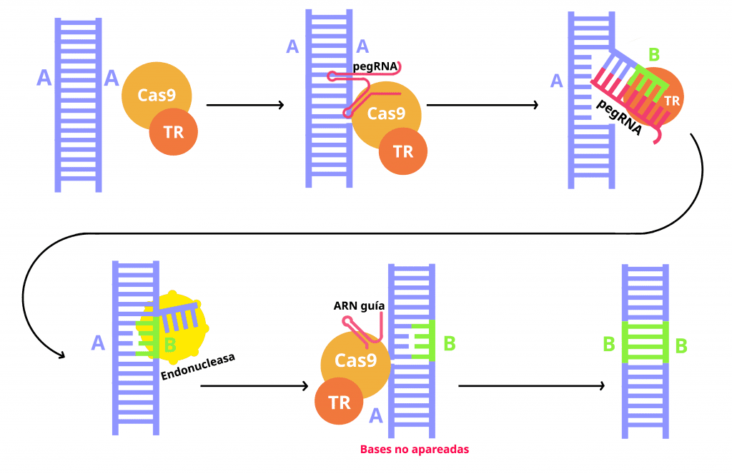 Mecanismo de funcionamiento de la Edición Genética Prime. En un primer paso el pegRNA (en rojo), que forma un complejo con Cas9 y  la transcriptasa reversa, se une por uno de sus extremos a una región específica del genoma por complementariedad de secuencia. Una vez posicionada, la nucleasa Cas9 introduce un corte en la cadena de ADN que es aprovechado por la transcriptasa reversa, que utiliza el otro extremo del propio pegRNA como molde para sintetizar ADN (en verde la nueva cadena). El fragmento original de ADN que queda expuesto tras sintetizar la nueva cadena es eliminado por endonucleasas propias de la célula, de forma que el resultado de esta primera etapa es una molécula de ADN con una posición desapareada entre sus cadenas, ya que una hebra es la original y la otra tiene una modificación. Para resolver esta situación, en una segunda etapa se utiliza un ARN guía que dirige de nuevo a la enzima Cas 9 a la cadena del ADN no modificada. Cas9 introduce un corte en esta cadena que alerta a los mecanismos de reparación de la célula, que utilizarán la cadena modificada como molde para reparar el ADN. 